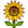 :sunflower: